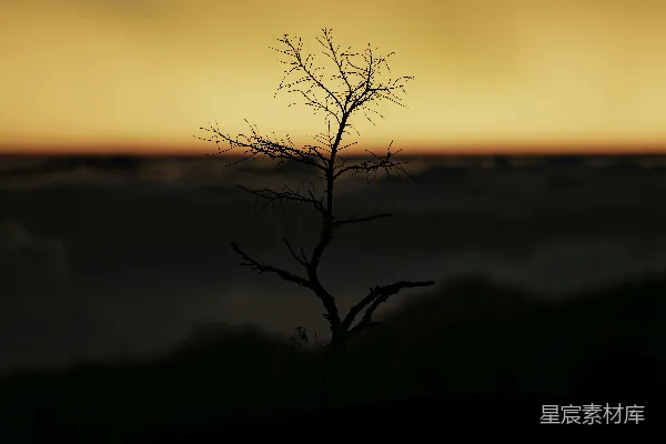 高清摄影 一棵树在夕阳下形成轮廓。