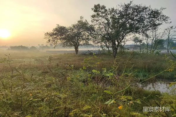 高清摄影 夕阳西下在一片草地上