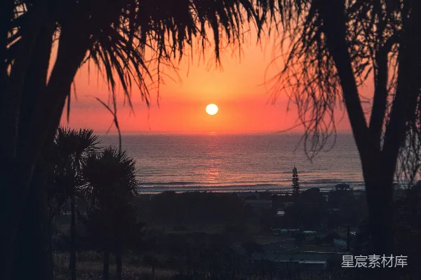 高清摄影 夕阳下棕榈树的轮廓靠近水面