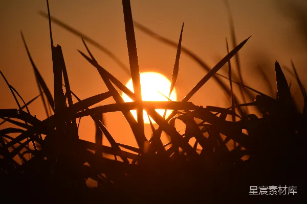 高清摄影 夕阳落在一些高草后面
