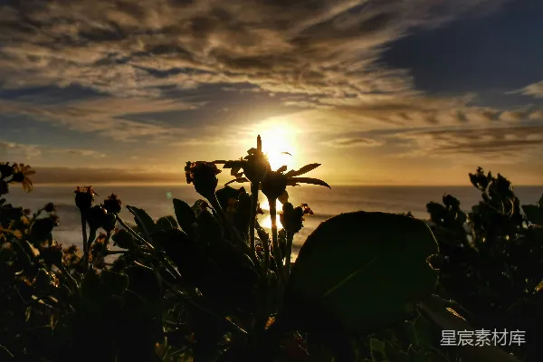 高清摄影 夕阳落下海边，花儿在 foreground 显眼处。