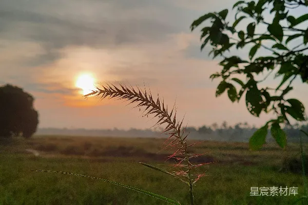 高清摄影 夕阳西下，落在一片草地上。