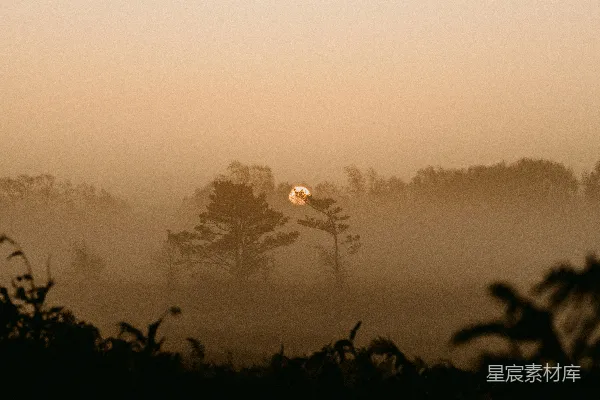 高清摄影 夕阳下的树影轮廓
