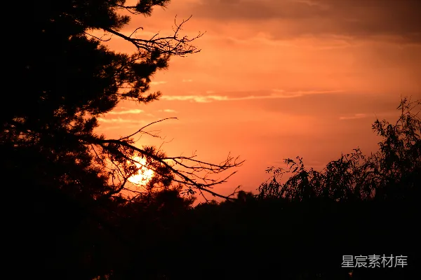 高清摄影 夕阳下的树影轮廓