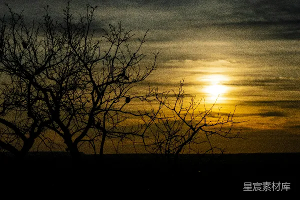 高清摄影 树后的一抹夕阳