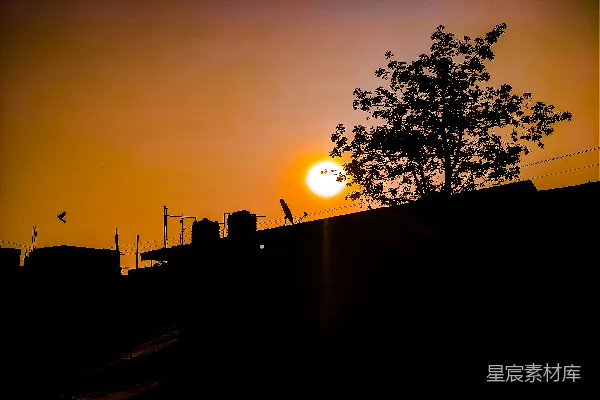 高清摄影 夕阳下的树影轮廓