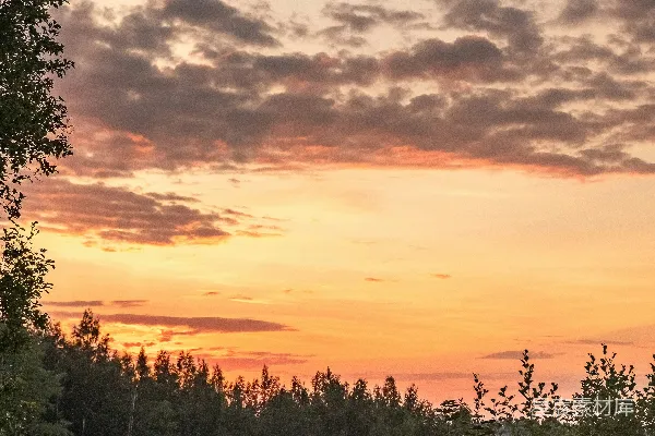 高清摄影 夕阳映照着一片森林。
