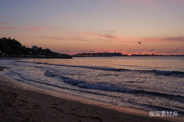 高清摄影 夕阳下飞翔于海洋之上的鸟儿