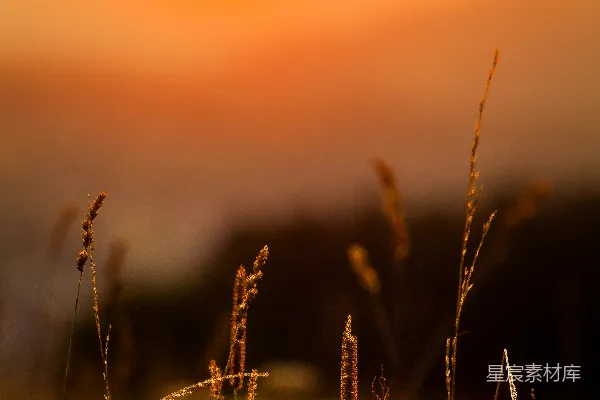 高清摄影 夕阳落下一片高高的草场。