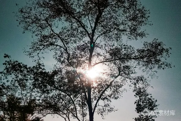高清摄影 白天绿树蓝天下