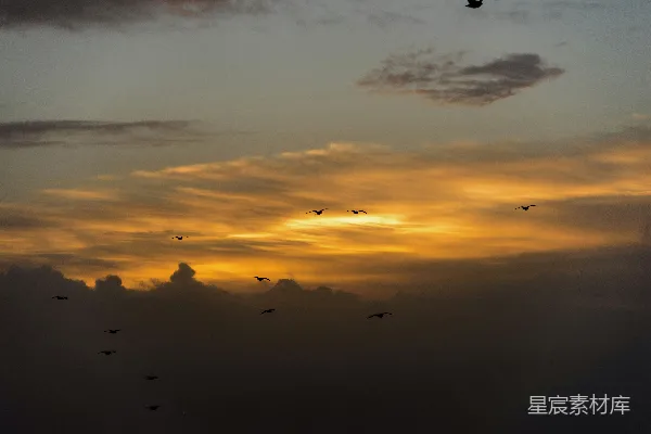 高清摄影 夕阳下鸟类飞过云层