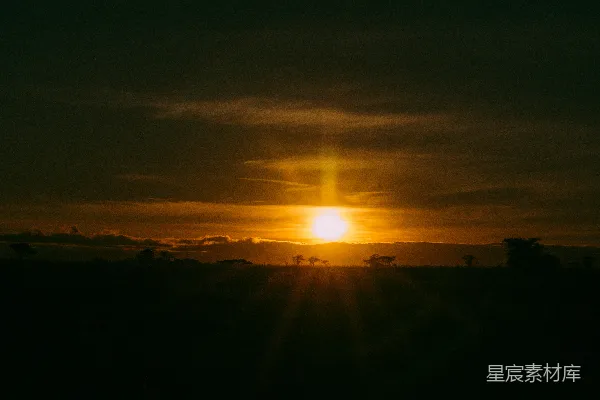 高清摄影 夕阳下的树影轮廓
