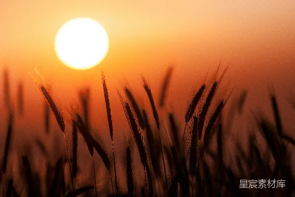 高清摄影 夕阳落在一片高高的草地上