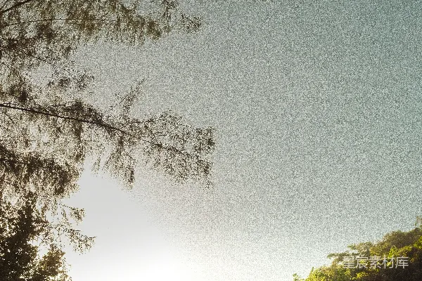 高清摄影 远处的树木间透着阳光。