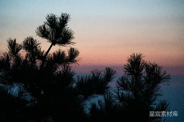 高清摄影 夕阳下的松树 silhouette 树影