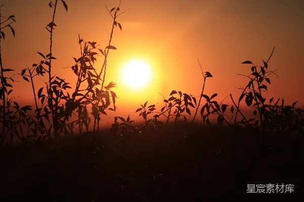 高清摄影 夕阳落在一片植物田上