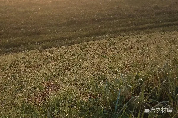 高清摄影 夕阳下的绿草 fields