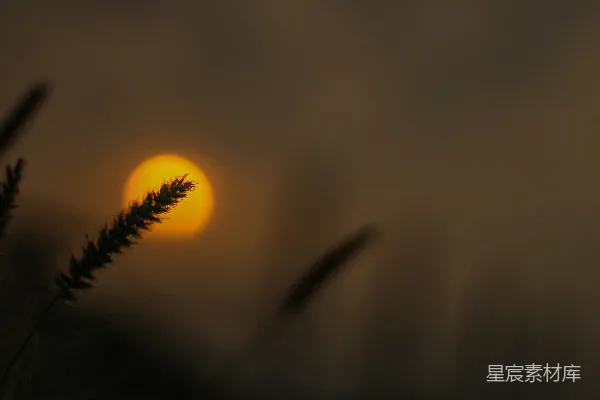 高清摄影 夕阳正在一些草后落下