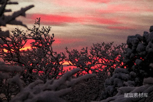高清摄影 夕阳落在覆盖着白雪的树梢后面
