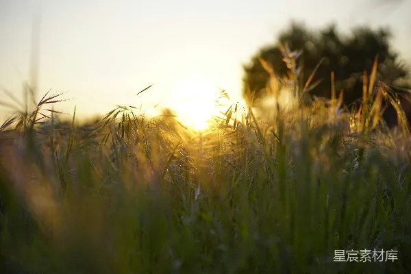 高清摄影 夕阳下的绿草地