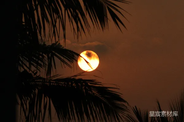 高清摄影 夕阳落在了一棵棕榈树后