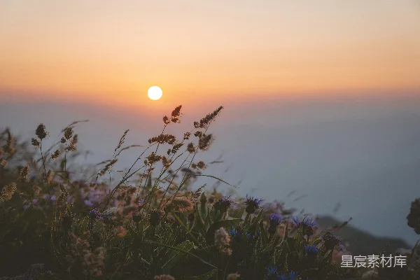 高清摄影 背景中有阳光的一片花田