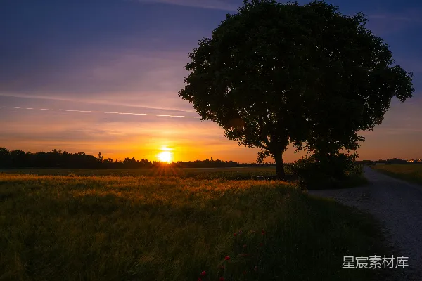 高清摄影 夕阳西下，草地上一片金黄。