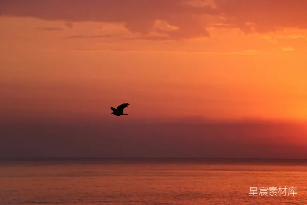 高清摄影 夕阳下一只鸟飞过海洋