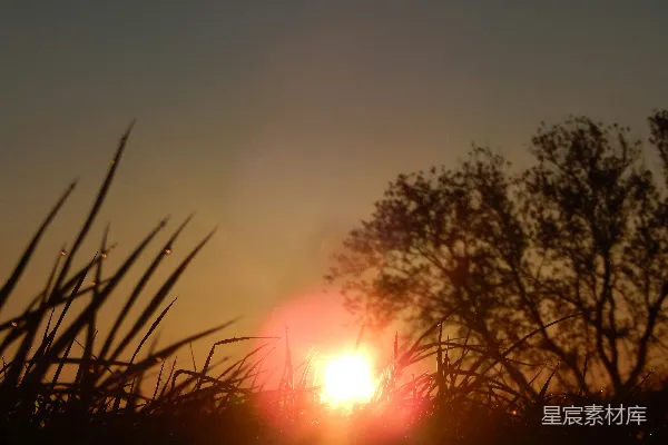 高清摄影 夕阳落在一些高高的草后面