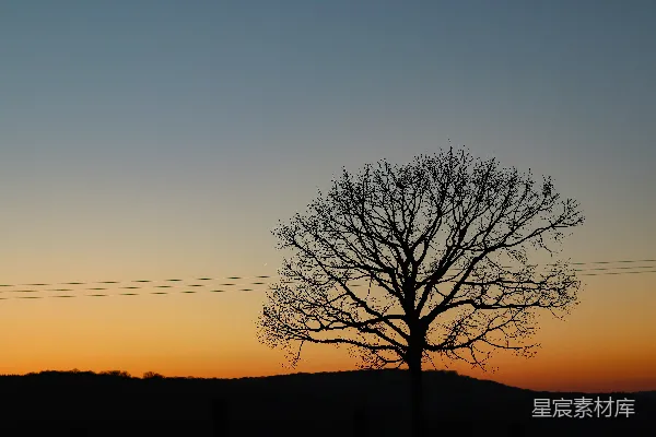 高清摄影 夕阳下裸树的轮廓