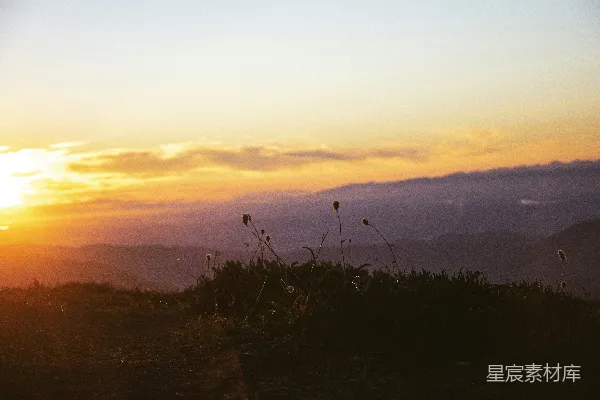高清摄影 夕阳下的植物轮廓
