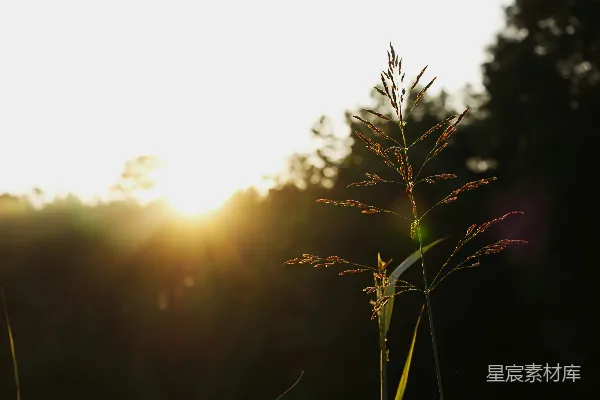 高清摄影 阳光透过植物细嫩的种子头洒落。