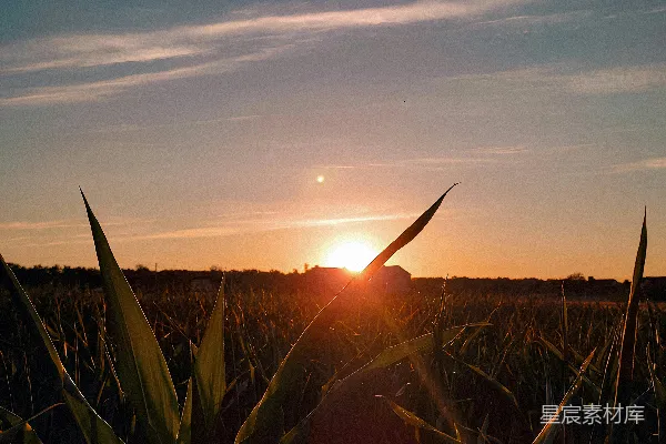 高清摄影 夕阳西下，落在一片玉米地里。