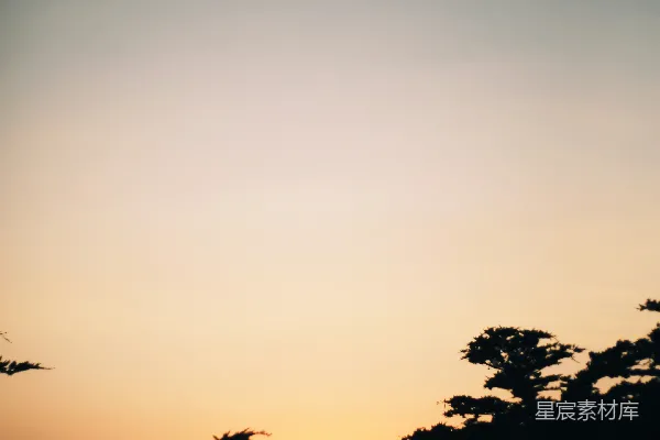 高清摄影 夕阳下的树影轮廓