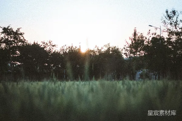 高清摄影 夕阳西下，一片高高的草甸上。