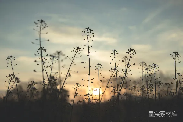 高清摄影 夕阳下的草影