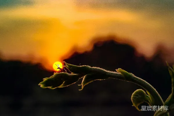 高清摄影 前景中的植物背后是落日