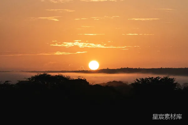 高清摄影 夕阳下的树影轮廓