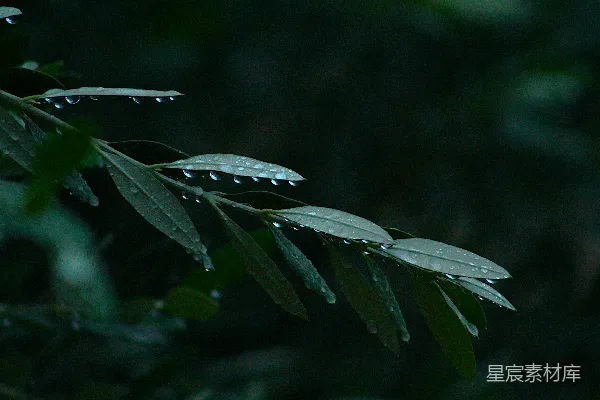 高清摄影 森林深处橄榄树叶子上的露珠