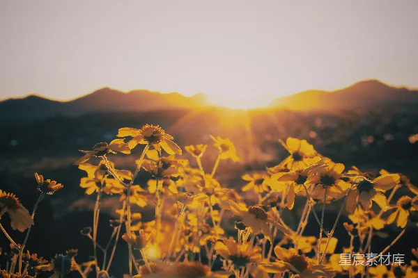 高清摄影 夕阳下的黄色花田