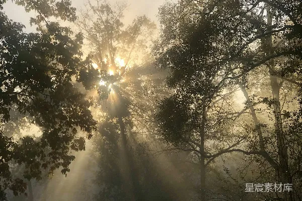 高清摄影 雾林中阳光透过树梢照射过来