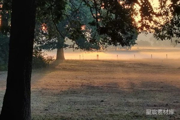 高清摄影 一棵树丛中的空地和栅栏