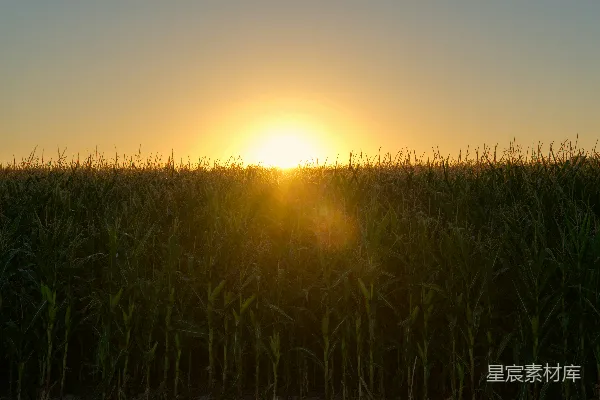 高清摄影 夕阳洒落在一片高高的草地上。