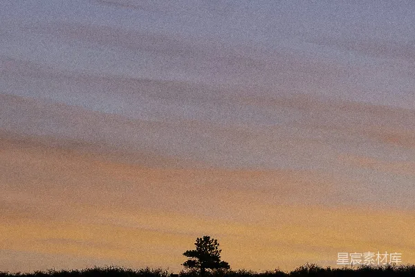高清摄影 夕阳下的树影轮廓