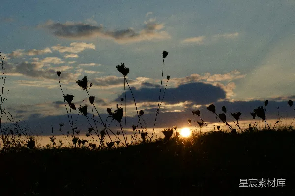 高清摄影 夕阳下的植物轮廓
