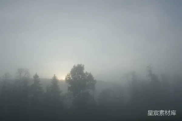 高清摄影 前景中有树木的雾林