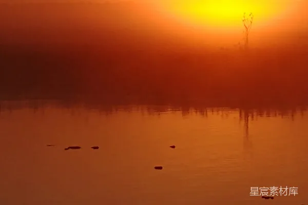 高清摄影 夕阳下水面上的鸟影轮廓