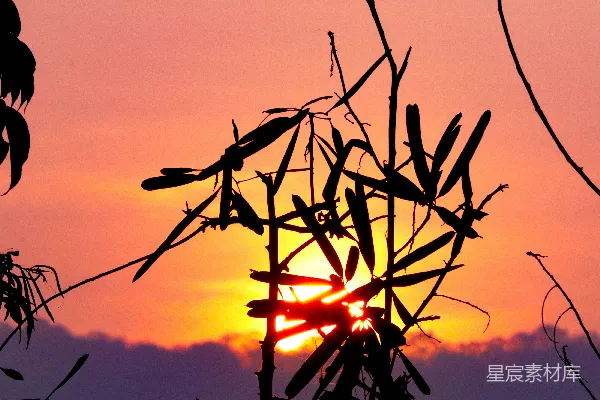 高清摄影 夕阳落在一棵树的枝桠后面