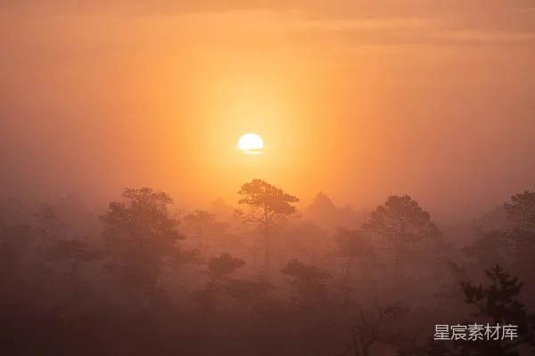 高清摄影 树影下的夕阳