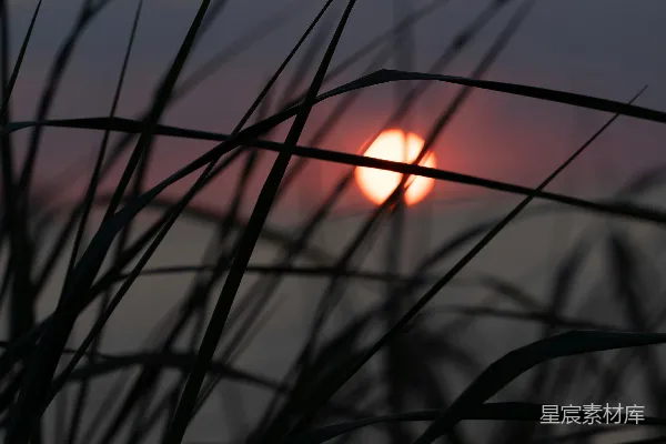 高清摄影 夕阳落在一些高高的草后面